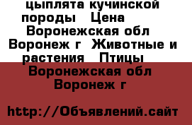 цыплята кучинской породы › Цена ­ 100 - Воронежская обл., Воронеж г. Животные и растения » Птицы   . Воронежская обл.,Воронеж г.